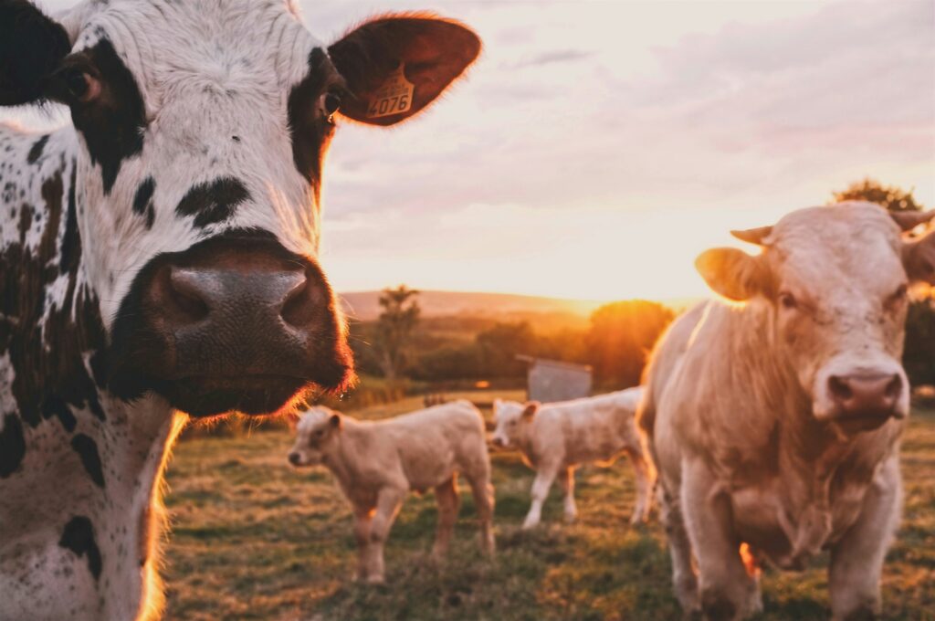 Cows on factory farm showcasing the environmental impacts of the Western diet pattern.