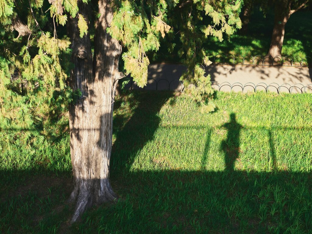 Shadow of person next to a tree in the grass outside